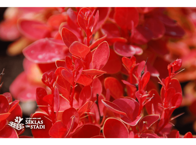 Berberis thunbergii   'Orange Ice'